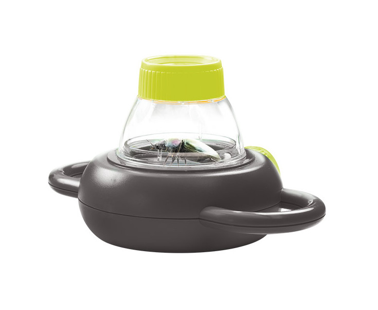 Observatorio de Insectos - Eurekakids