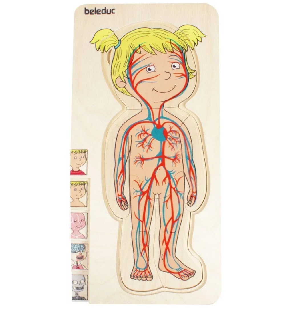 Beleduc Puzzle Anatomía Femenia 5 en 1